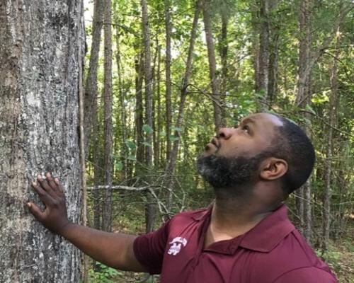 Photo of Freddie Davis in a forest, examining a tree.