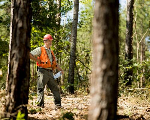 Forester standing in working forest 