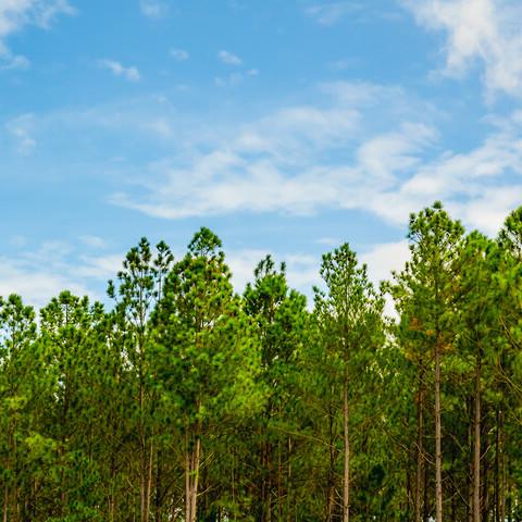 Growing forest and blue sky